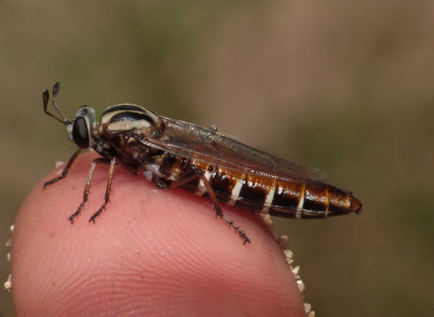 Dittero strano: Leptomydas sardous M e F (Mydidae)